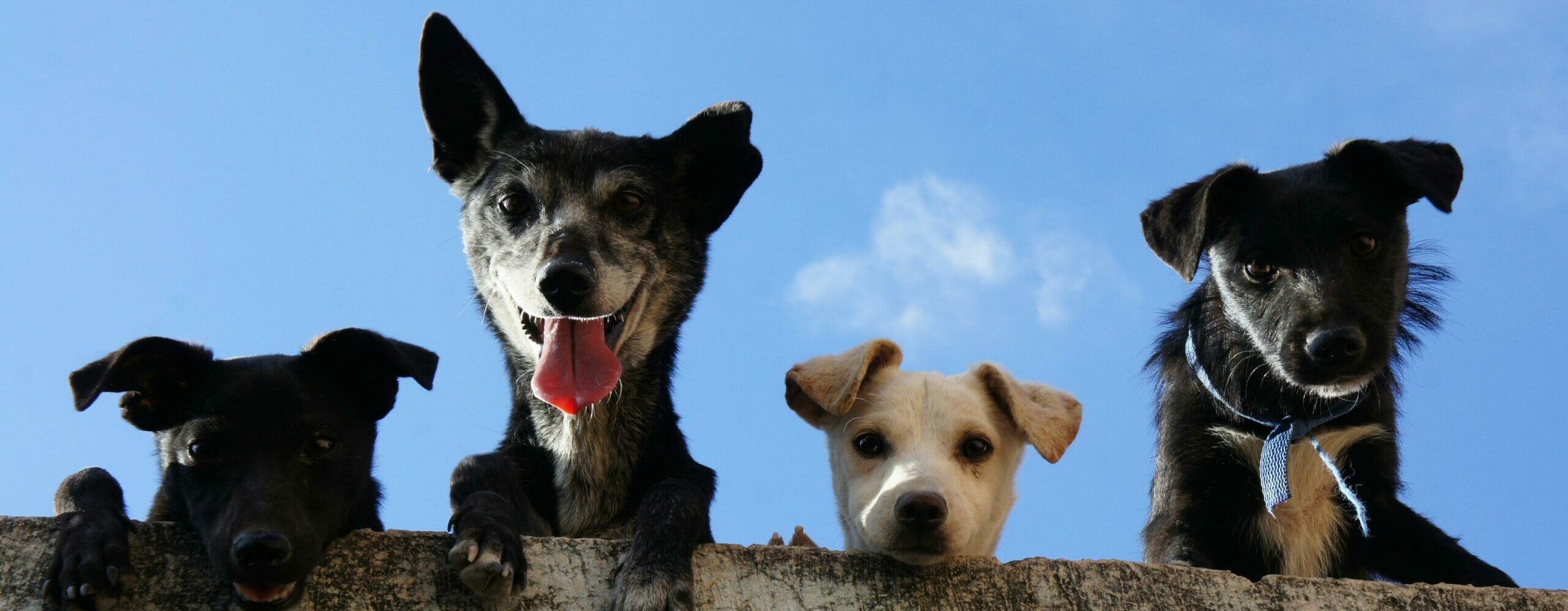 Attentive, noble dog looking trusted and safe