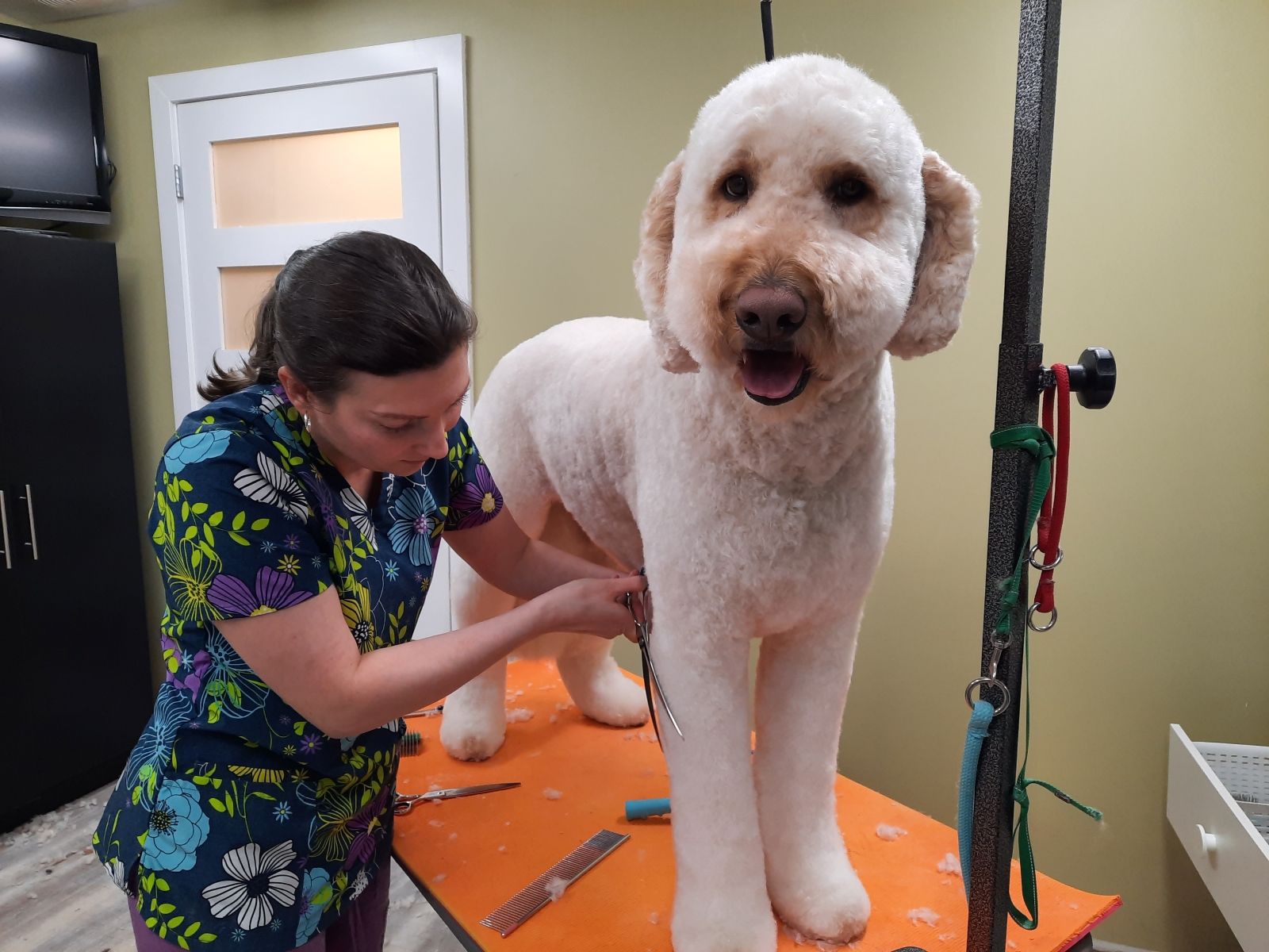 Dog getting styled and groomed