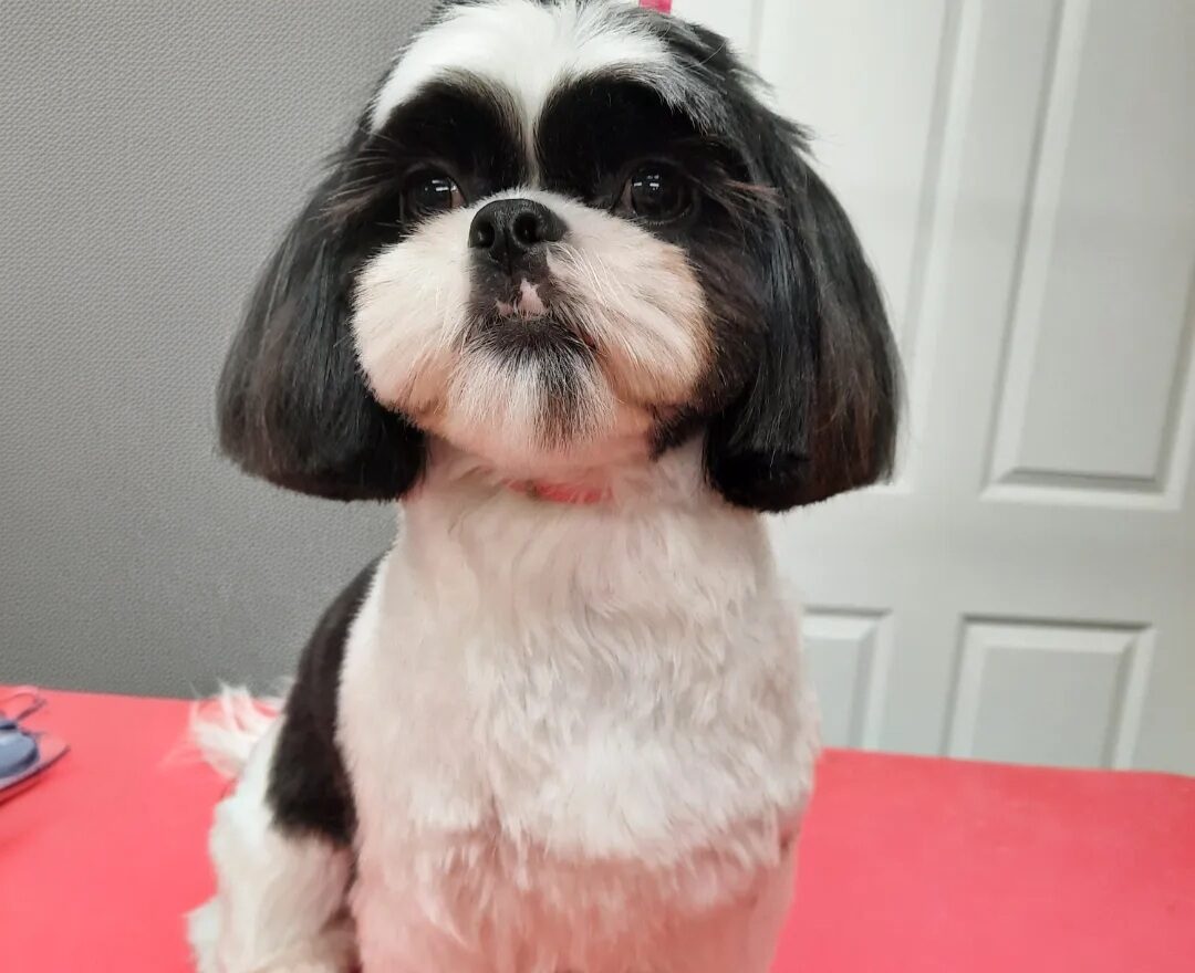 Fluffy dog with a styled teddy bear cut