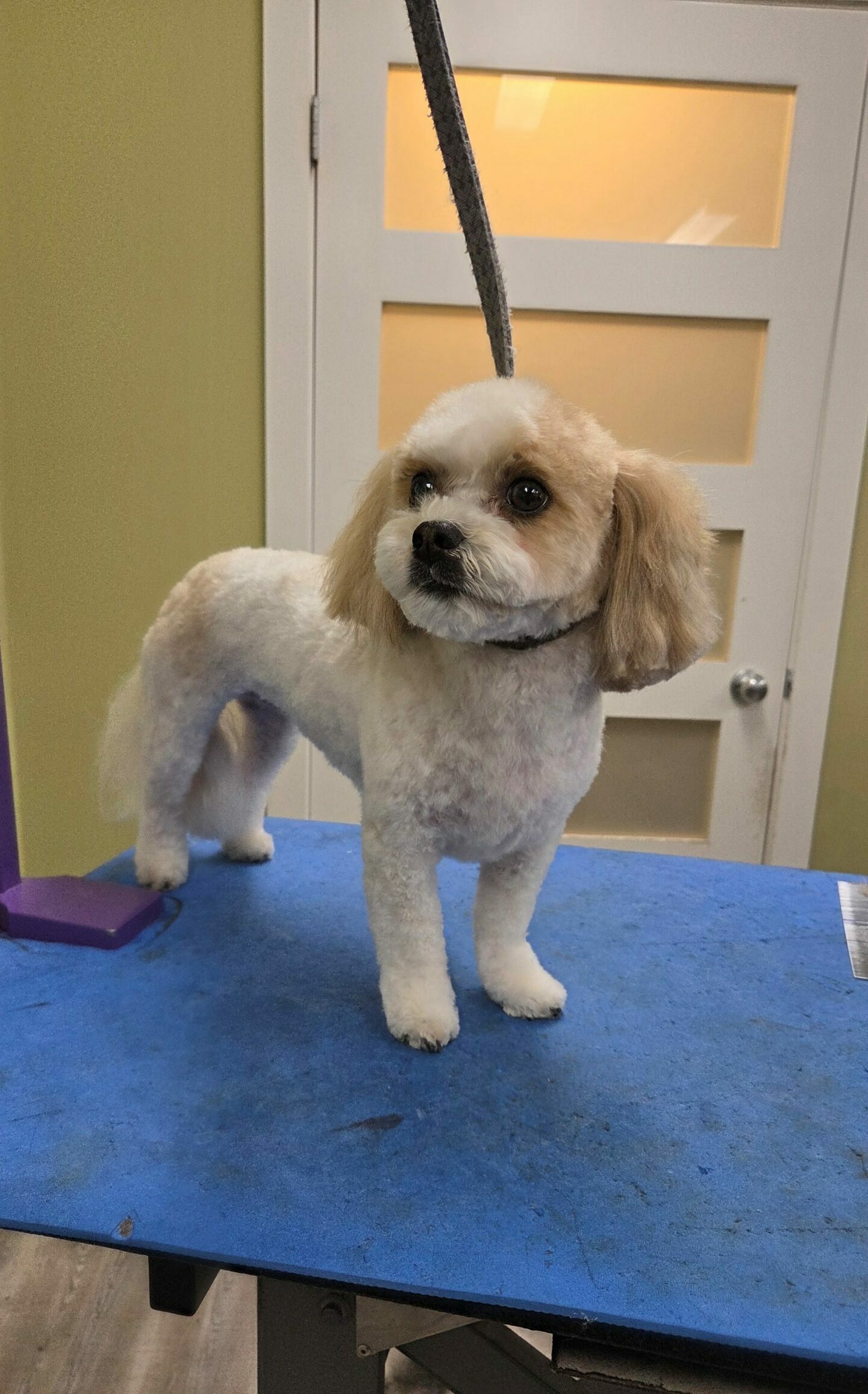 Poodle with a short kennel cut