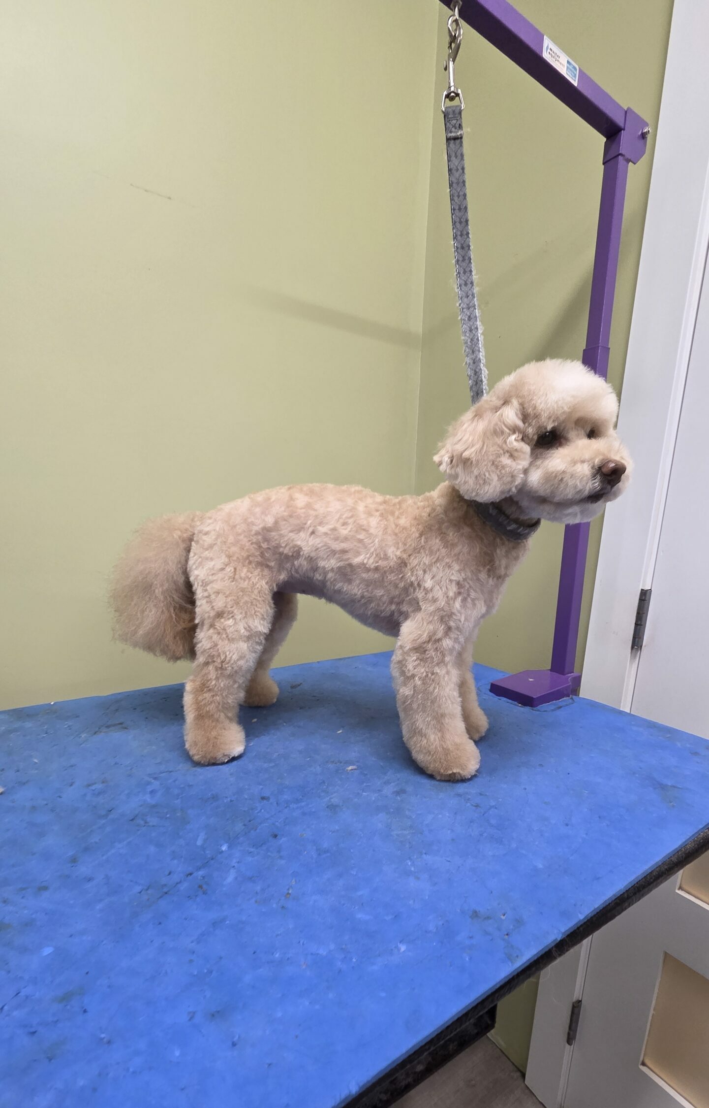 Fluffy dog with a styled teddy bear cut
